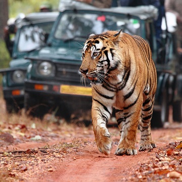 Ranthambore | Top 3 India Rajasthan Essential