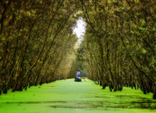 Tra Su Forest