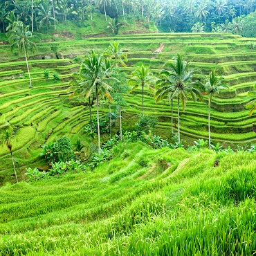 Ubud | Top 3 Indonesia
