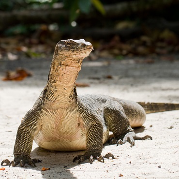 Drago di Komodo | Top 3 Indonesia