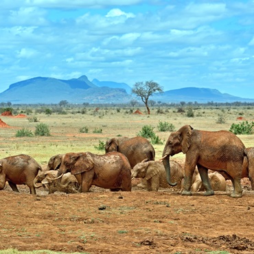 Safari in Kenya | Top 3 Kenya
