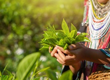 Piantagione di tè a Nairobi