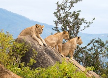 Leoni nello Tsavo East National Park | A P on Unsplash