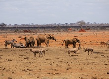 Safari nello Tsavo East National Park | Craig Stevenson on Unsplash
