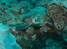 Snorkeling a Watamu | Nirav Shah on Pexels
