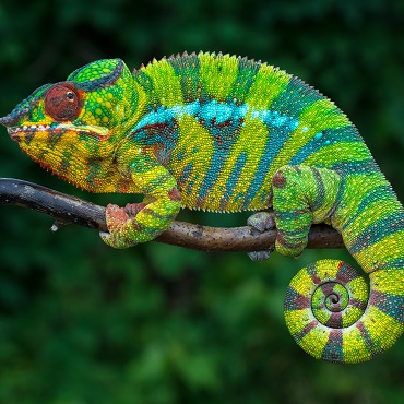 Andasibe | Top 3 Madagascar Essential