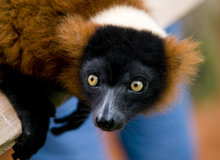 Ranomafana National Park