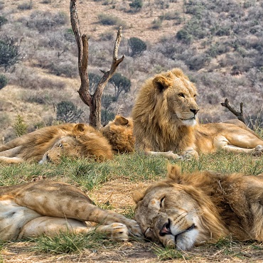 Kruger NP | Top 3 Mozambico & Kruger Park