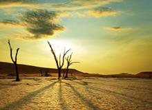 Dead Vlei