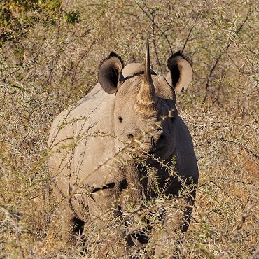 Etosha National Park | Top 3 Namibia