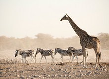 Etosha