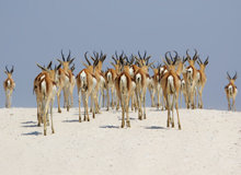 Etosha NP