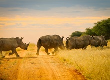 Tracciamento dei rinoceronti bianchi