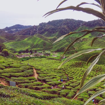 Cameron Highlands | Top 3 Penisola Malese & Singapore