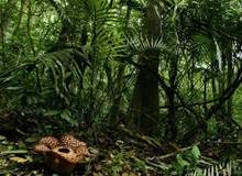 Taman Negara National Park