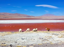 Laguna Colorada