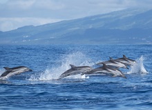 Delfini al largo della costa