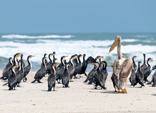 Riserva ornitologica di Djoudj