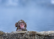 Jigokudani Monkey Park, Snow Monkey