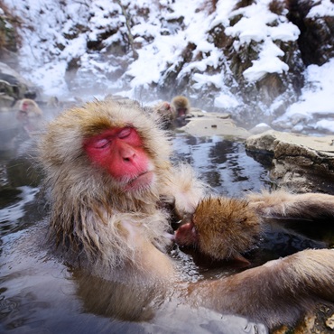 Macachi, Jigokudani Monkey Park | Top 3 Giappone