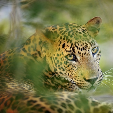  Wilpattu | Top 3 Sri Lanka