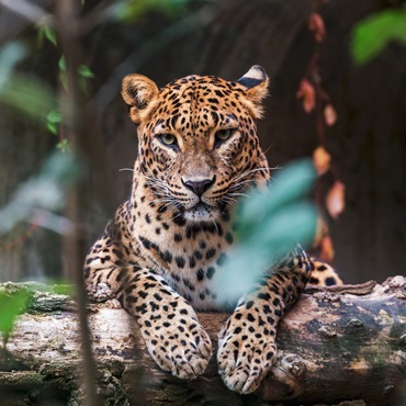 Yala National Park | Top 3 Sri Lanka Express
