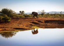 Addo Elephant NP