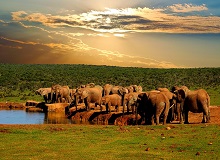 Addo Elephant NP