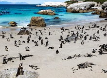 Cape Peninsula