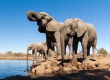 Elefanti ad una pozza d'acqua