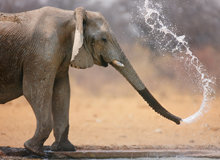 Kruger National Park [Nkambeni]