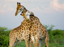 Kruger National Park [Satara]