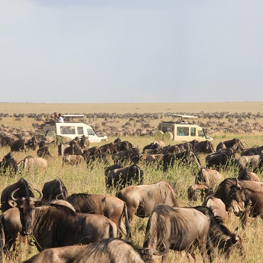 Migrazione Serengeti | Top 3 Tanzania Zanzibar