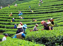 Piantagioni di tè Chiang Rai