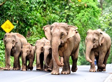 Elefanti nel Kui Buri National Park