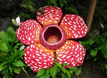 Rafflesia