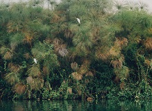 Queen Elizabeth National Park | Social Income on Unsplash