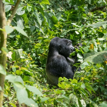 Trekking alla ricerca di gorilla | Top 3 Uganda