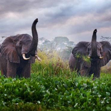 Fauna Africana, Safari in Uganda | Top 3 Uganda