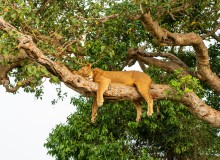 Leone al Queen Elizabeth National Park