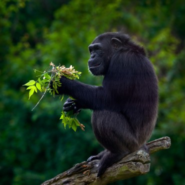 Scimpanzé nel Parco Nazionale di Kibale | Top 3 Uganda
