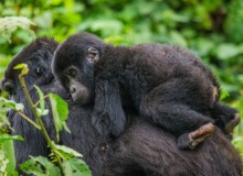 Trekking alla ricerca dei gorilla
