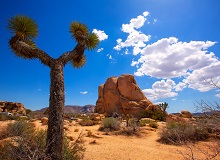 Joshua Tree National Park
