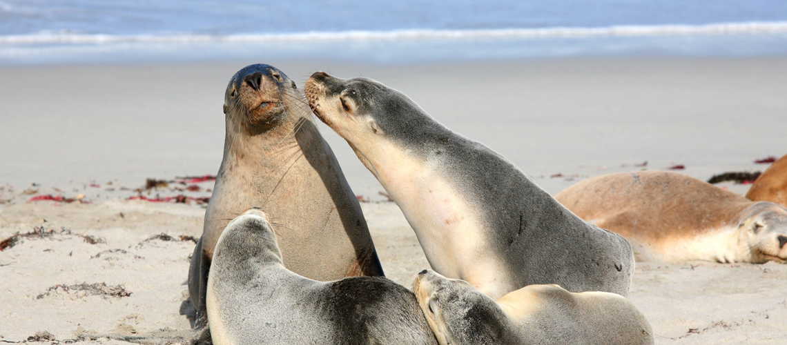 Viaggio di nozze Australia honeymoon