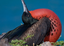 Fregata Isola San Cristobal