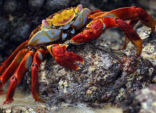 San Cristobal Galapagos