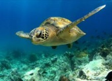 Tartaruga che nuota nel parco marino di Chumbe Island