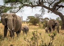 Famiglia di elefanti nel Tarangire