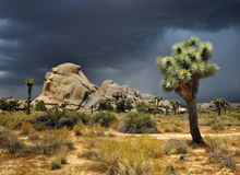 Joshua Tree NP