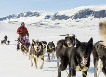 Sleddog Tromso